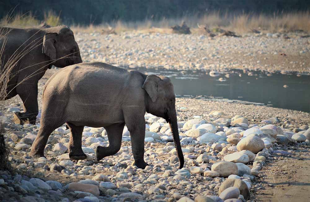 Rajaji-National-Park